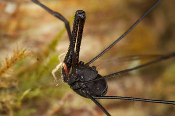 Media type: image;   Invertebrate Zoology 29217
